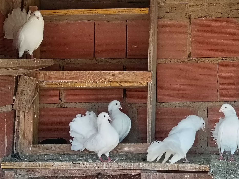 Pombos brancos de leque