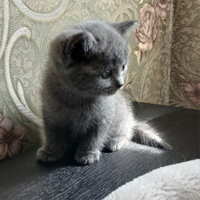 Продам британських кошенят