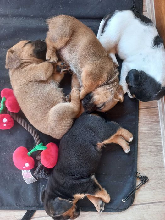 Szczeniaki szczenię po suczce Beagle