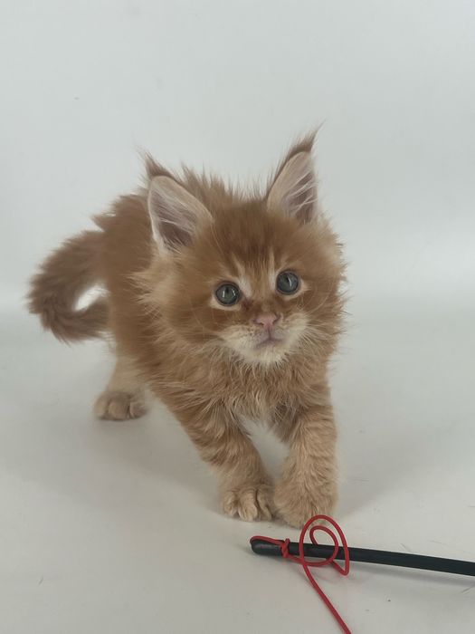 Котята мэйн -кун