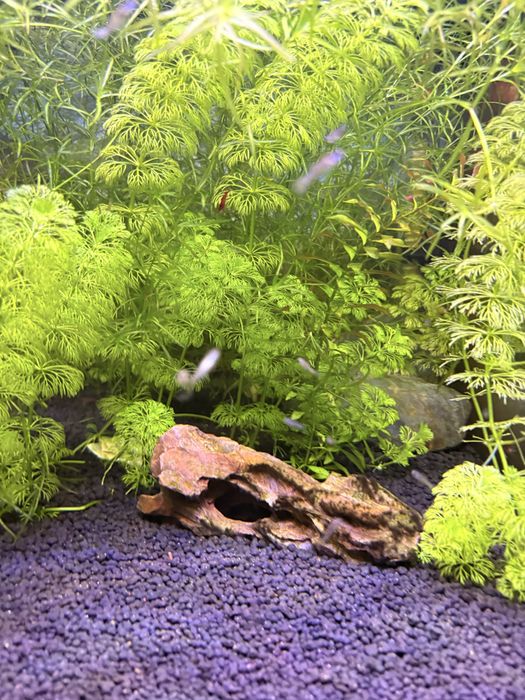 Planta aquario