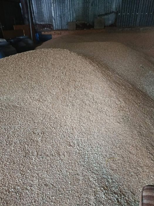 Sprzedam pszenicę ozimą