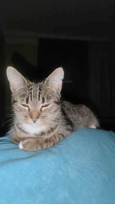 Półroczne Bella i Fela .