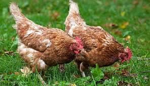 Куры несушки Ломан Браун, 4-4,5 месяца, курочки несучки