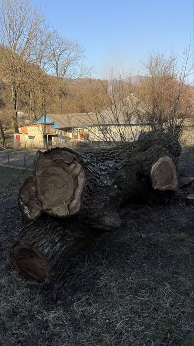 Масив грецького горіха (кругляк)