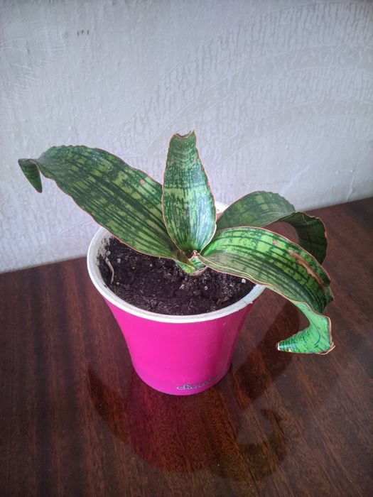 Сансевьерия Клеопатра