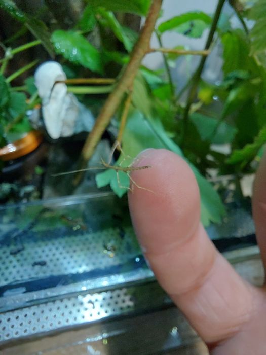 Patyczaki młode oddam w dobre ręce