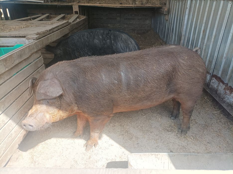 Knur Duroc (tucznik , prosiaki , maciora )