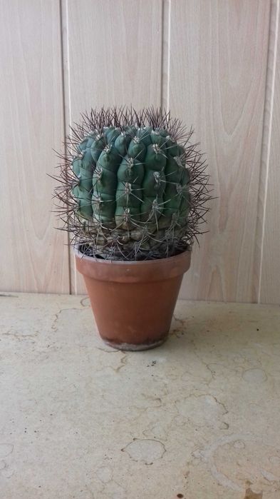 Кактус Gymnocalycium saglione