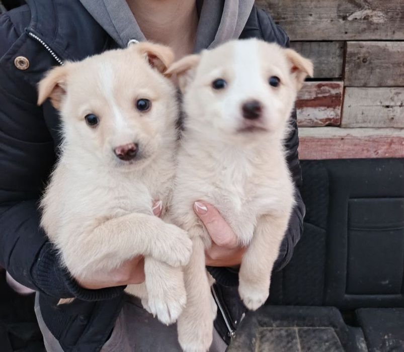 Віддаємо цуциків