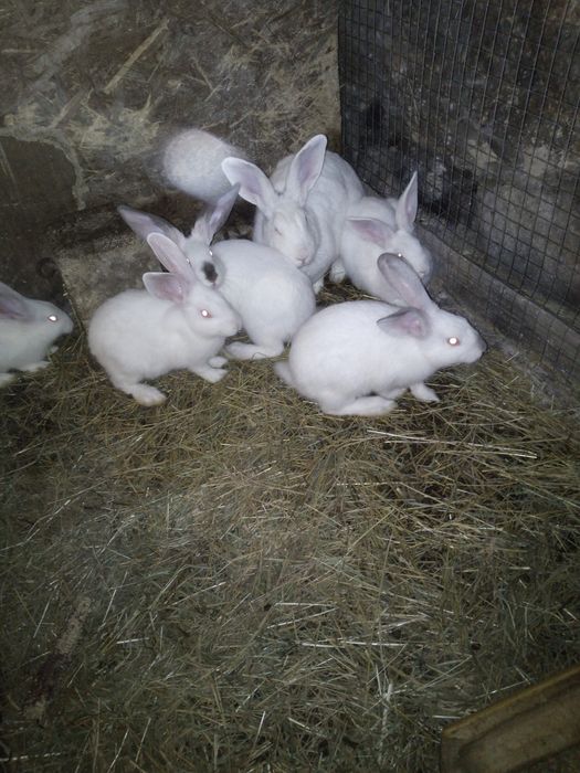 Króliki mięsne młodzież