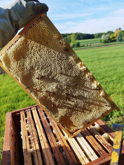 Przezimowane rodziny pszczele - Dadant / Langstroth (Krzeszowice)