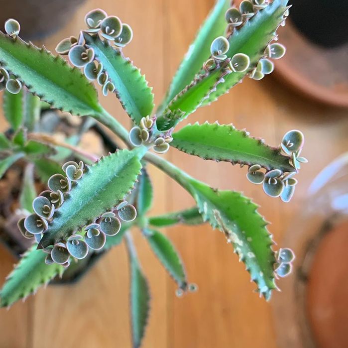 Suculenta Aranto Mae De Milhares Kalanchoe x Houghtonii Cacto Cancro