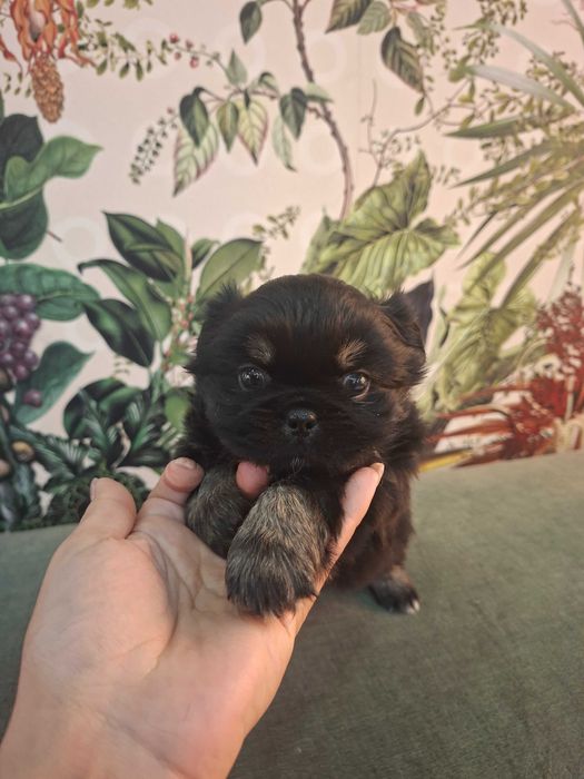 Pequines macho lindo