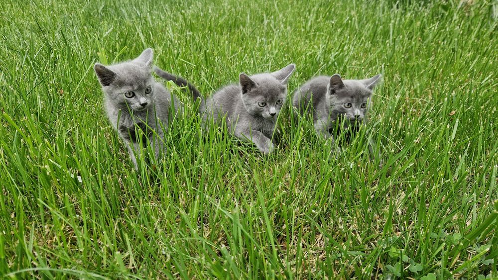 Кошенята Шартрез Котята Шартрез Кошеня