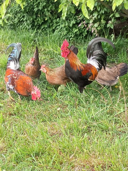 Karzełek polski kurki kury liliputki jaja jajka lęgowe