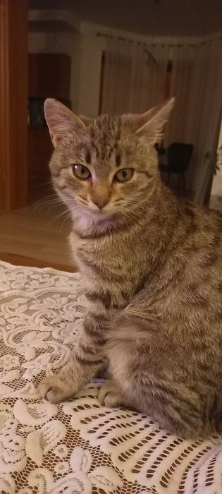 Oddam kotki w dobre ręce.