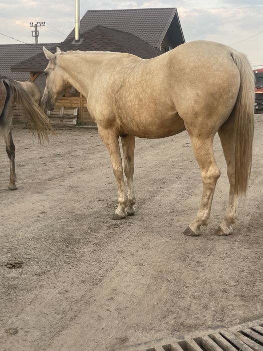 Продам лошадь