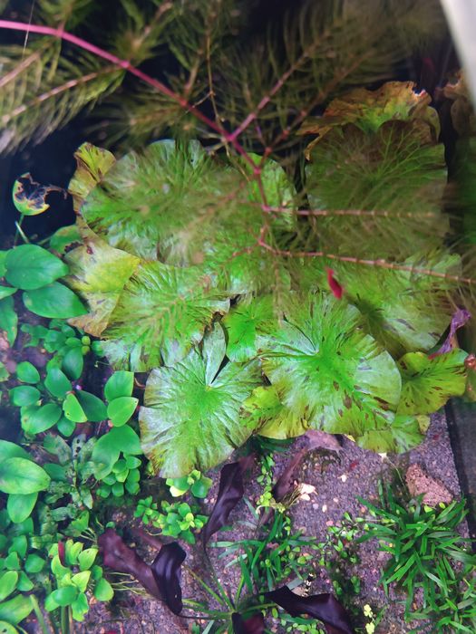 Кровава Мері (чіста лінія)