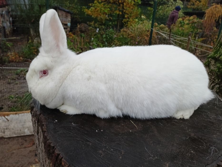 Króliki Nowozelandzki biały samiec