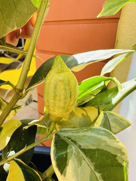 Árvores frutos tropicais raros enxertados- Portes grátis