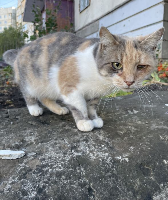 Кошка девочка трехцветная серая персиковая белая