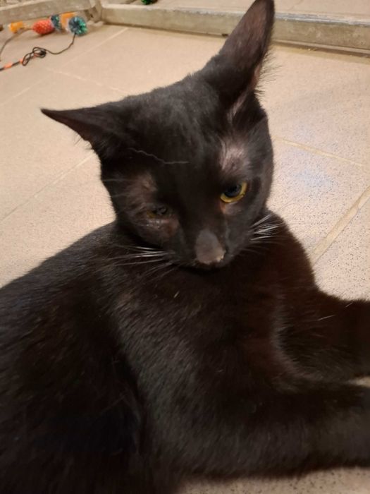 Bergamo-czy kiedykolwiek pozna smak prawdziwego?