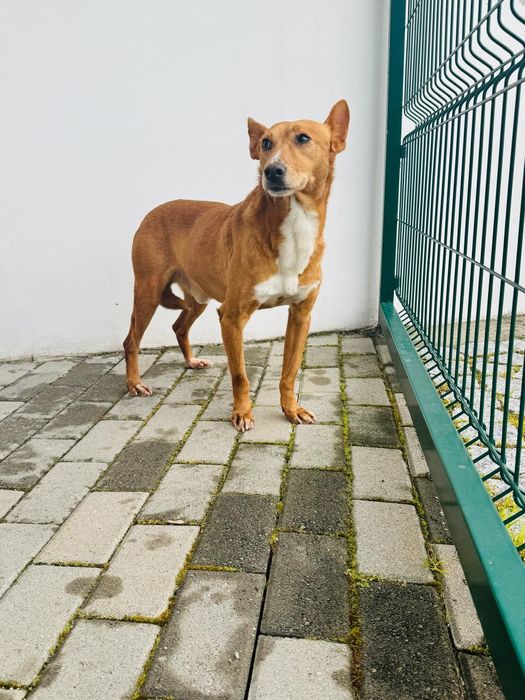 Caozinho para adopção