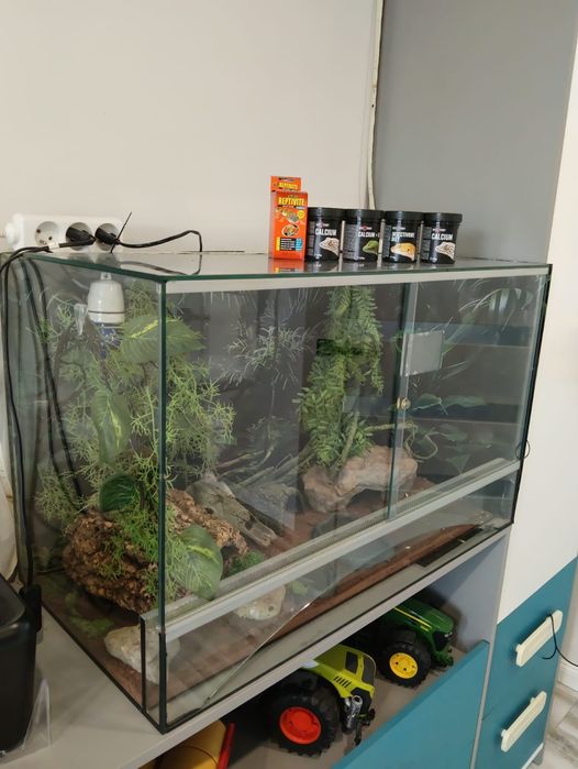 Gekon lamparci i terrarium