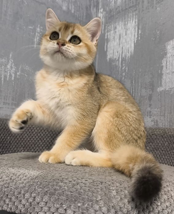 Золота шиншила кошенята котята котики котик