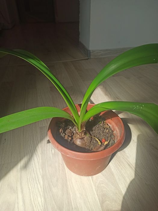 Кімнатна рослина