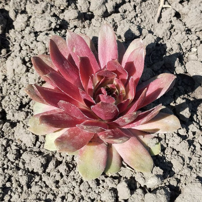 Молодило, каменная роза, суккулент, опунция садовая