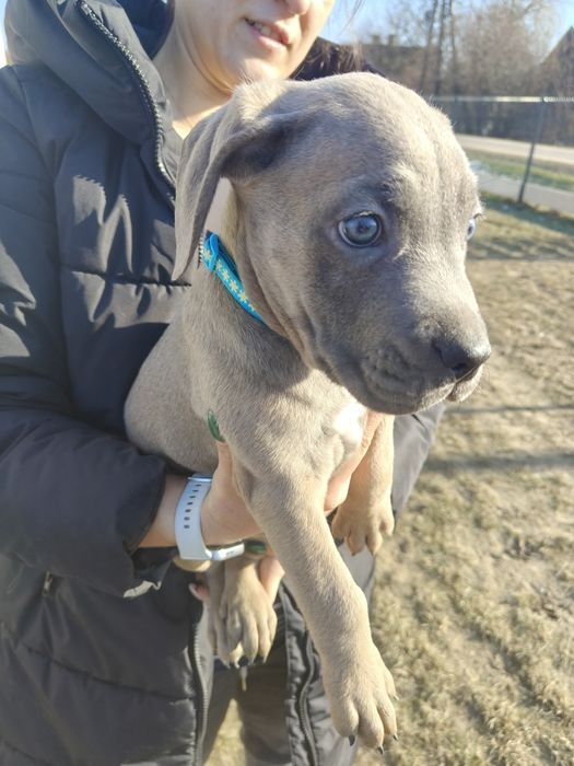 Cane corso Szczeniak Formętino SWKiPR