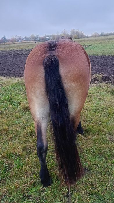 Продам кобилу 7 років