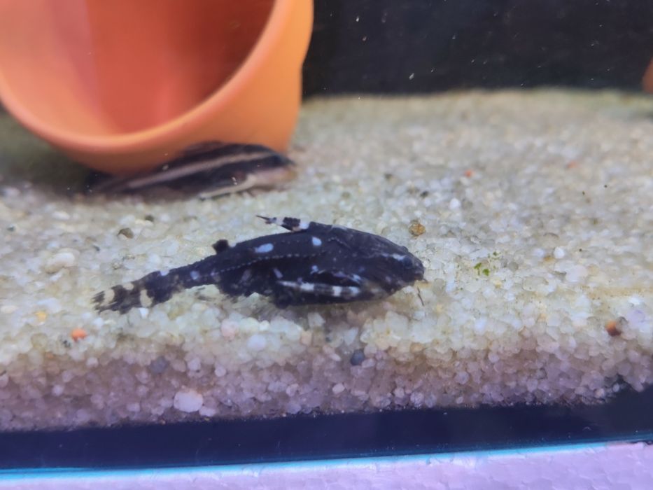 Agamyxis  peixe gato
