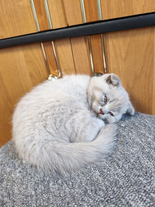 Шотландські висловухі кошенята (скотіш-фолд)