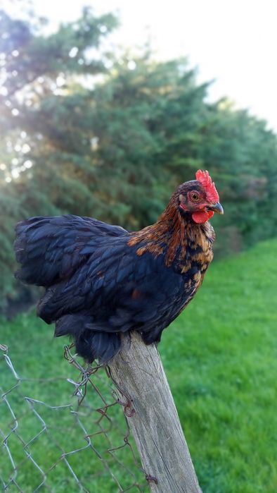 Galo Pekin - 3 meses e meio