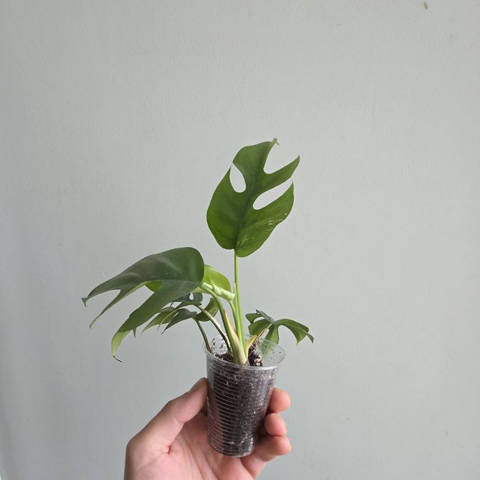 Monstera minima/монстера