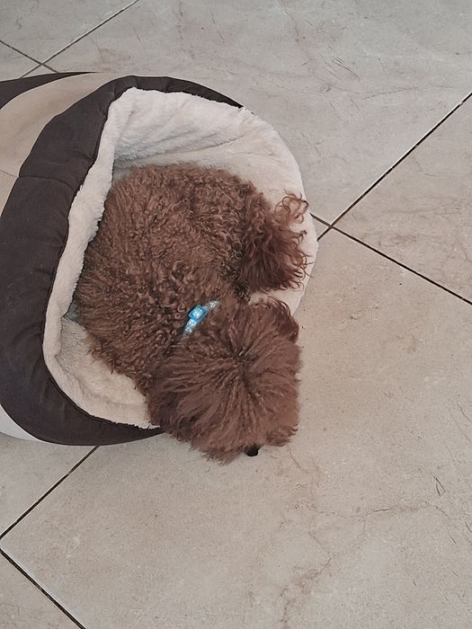 В'язка. Той Пудель ред браун. 2.5кг.