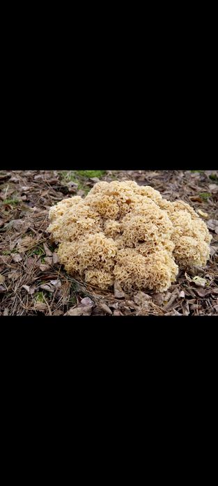 Kozia broda suszona 250 gr