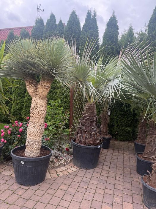 Yucca Rostrata - Juka mrozoodporna | EGZOTYKI | Ogród | Taras