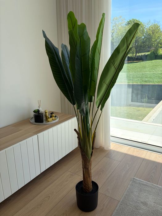 Planta Decorativa Tropical  – Estilo Banana/Estrelícia