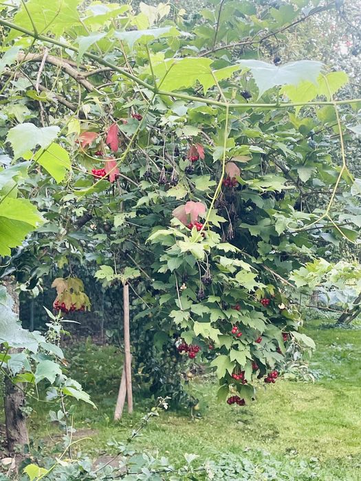 Будинок, Сокільники Львівської області