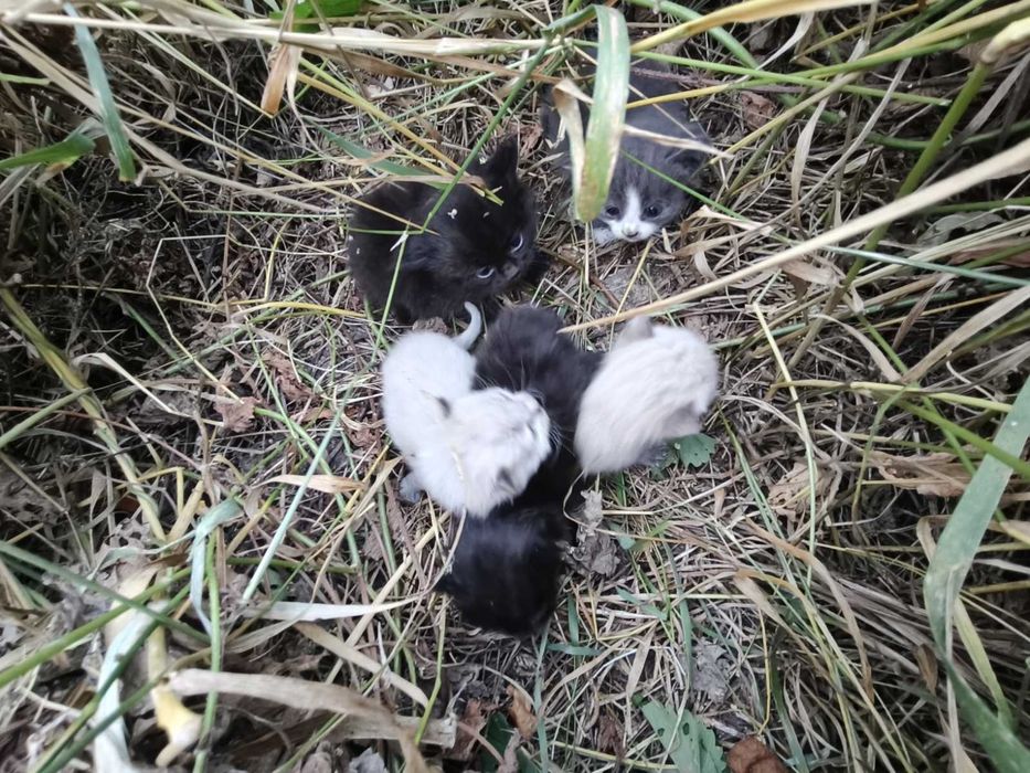 Шукаємо для кошенят новий дім