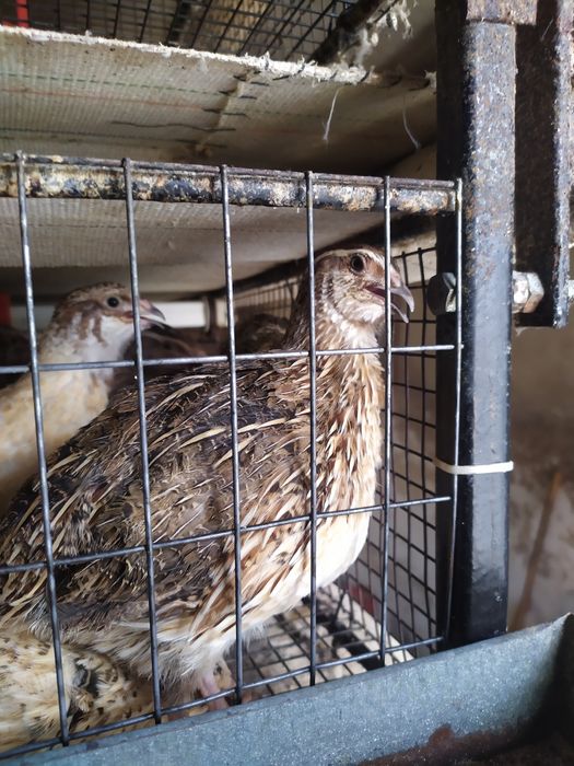 Перепела фараон, фєнікс яйця