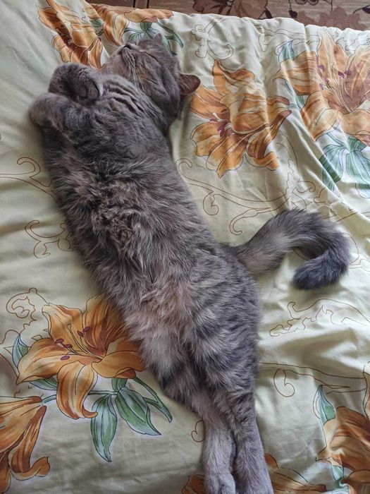 Кіт для вязки. Скоттішь страйт