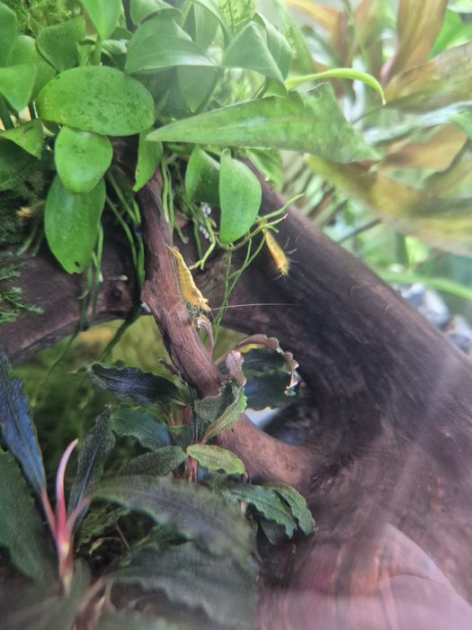 Camarões Neocaridina 'Yellow Fire' (Amarelo Sólido) - Equipa de Limpeza para Aquário