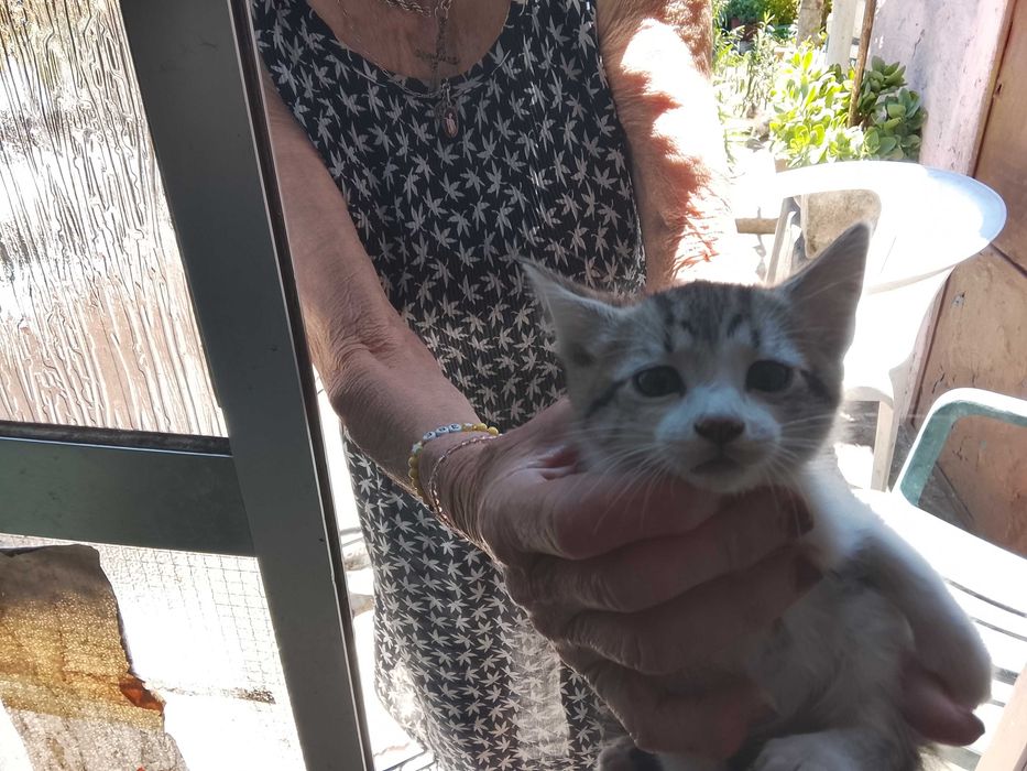 Gatinhos para adopção