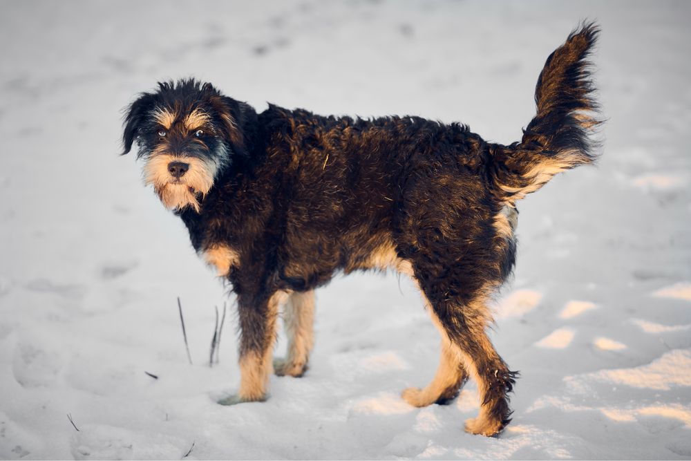 Oddam - zamienię, Rambo.