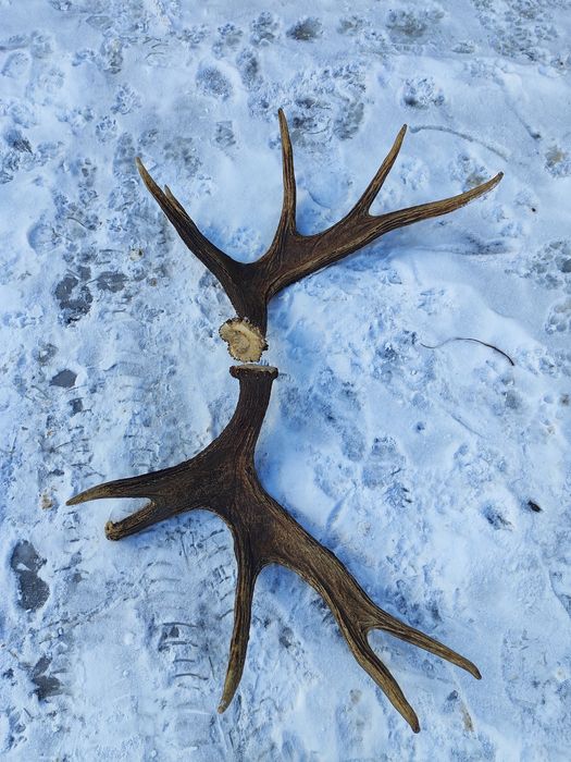 Poroże łosia zrzuty.